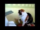 cat batting at a printer